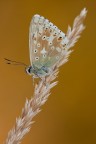 Polyommatus coridon