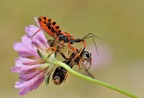 Rhynocoris iracundus