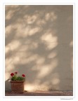 All'ombra