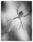 aracnophobia