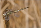 1/125 F20 iso 200 eos 350D sigma 180 macro 3,5