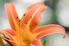 Hemerocallis Fulva