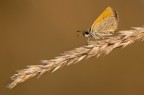 Thymelicus al tramonto