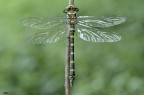 Cordulegaster boltonii (Donovan, 1807)