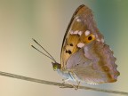 apaturia ilia