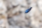 Il missile