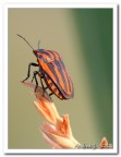 graphosoma lineatum
