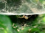 ISO 800
f/10
1/160s
55mm con filtro close up +4
mano libera