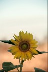 A Irene...