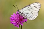 Aporia