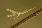 Mantide religiosa