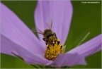 1/250 f10 iso 100 mano libera