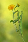 Nel giallo...
