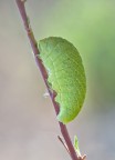 Iphiclides podalirius