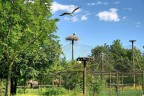 L'oasi naturalistica di San Matteo, a Medolla (MO), ha una struttura di accoglienza per cicogne davvero spettacolare. Sopra le case di Medolla (compresa la mia) si vedono spesso volare questi uccelli magnifici. In questa scena il padre e la madre si alternano a portare da mangiare ai cicognini...