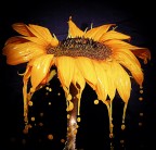 l'effetto delle goccie  non  stato creato con photos.. ma con acqua dello stesso colore del fiore e tanta pazienza.. con photos sono stati aggiustati i livelli e contrasto spero vi piaccia