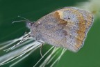 Coenonympha phamphilus con l'ospite ....in mezzo al grano