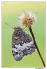 Brintesia circe