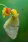 Il riparo della Colias...