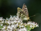 Argynnis Paphia