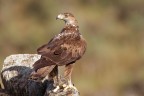 Aquila