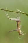 Cambio muta (verticale)