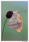 Argynnis Paphia