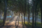 Fotografia scattata nella Pineta di Viareggio alle ora 6.50 del mattino. Sono stato attratto dai raggi del primo sole che bucavano letteralmente i pini.
Indeciso se postare la foto a colori o in B/N le pubblico entrambi, aspettando da voi consigli e critiche su entrambe.....
Dati: iso560 - f 5,6 - 1/90 - 56mm
Grazie