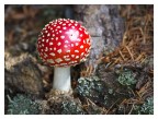 Laggi nel bosco scorgo / un omettino / con un cappuccio in