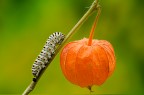 Nikon D7000 & Sigma 105 Macro (f/9 - 1/25 - Iso 200)

http://img707.imageshack.us/img707/1484/1001big.jpg