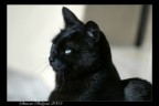 Cleopatra