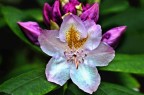 macro