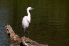 f/9, 1/800, 400 mm, 100 iso