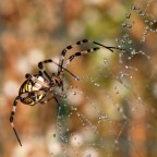 in natura