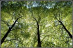 alberi...