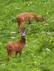 Bambi &amp; Faline