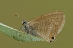 Lampides Boeticus