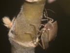 Cimice