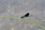 1/50 f11 iso 100 180 macro