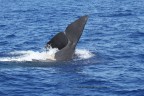 Tail