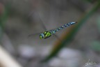 libellula