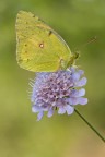 Colias