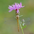Sympetrum striolatum Sympetrum striolatum
