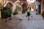 La signora dei gatti