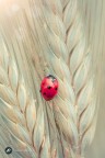 Una bella coccinella sulle spighe di grano.

Canon Eos 5D MkII+EF 100IS Macro - scatto a mano libera
