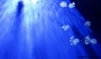 Meduse dell'acquario di Genova fotografate durante il percorso nell'acquario con amici : )