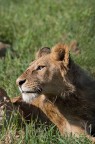 Ngorongoro, Tanzania

Pentax Kx + DA 55-300
f/6,3
1/800
ISO 200