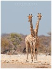 alcuni degli animali avvistati all'etosha (e qlcn visto altrove ma che posto in questa serie per praticit)