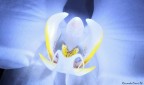 Orchidea
