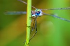 Nikon D7000, Sigma 105 macro, Nikon SB600